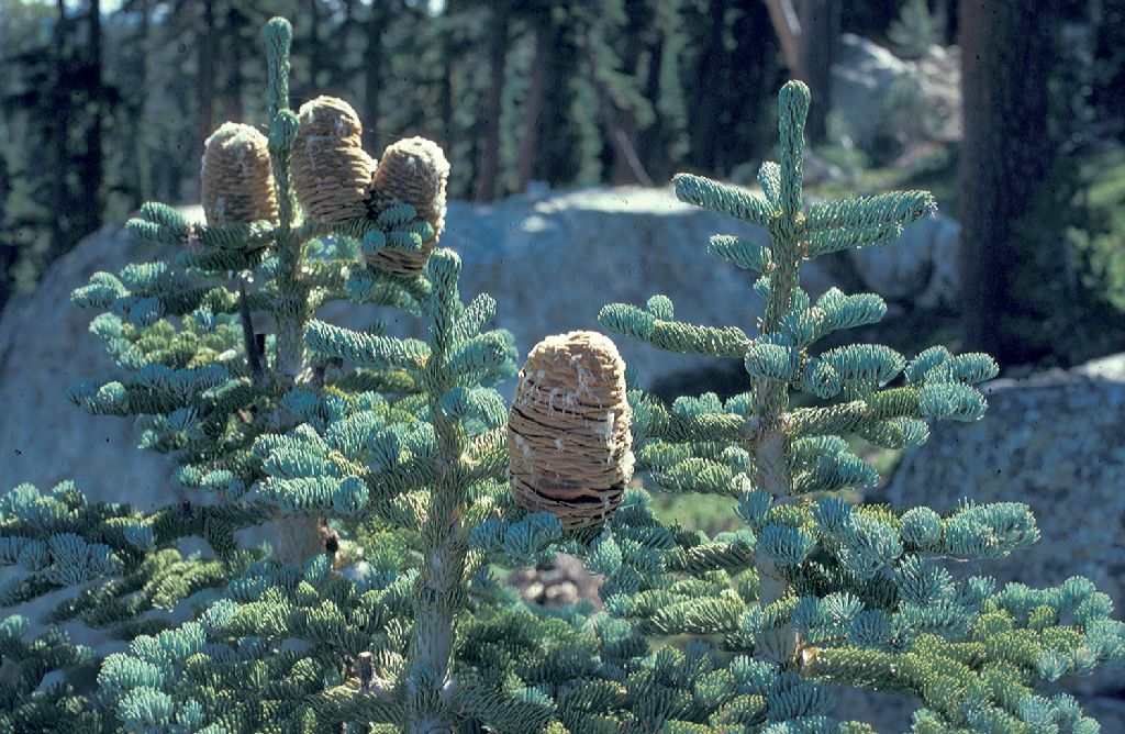 Pinaceae Abies magnifica