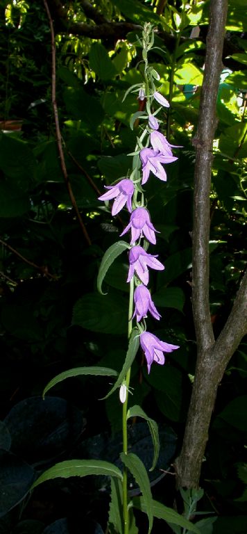 Campanulaceae Adenophora liliifolia