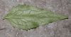 image of Adenophora liliifolia
