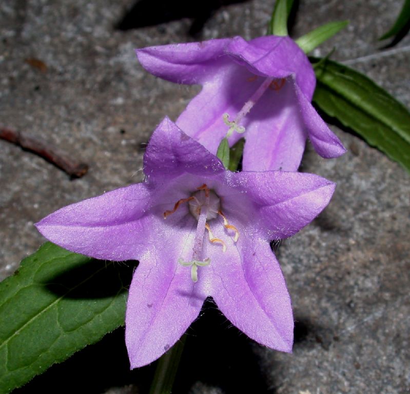 Campanulaceae Adenophora liliifolia
