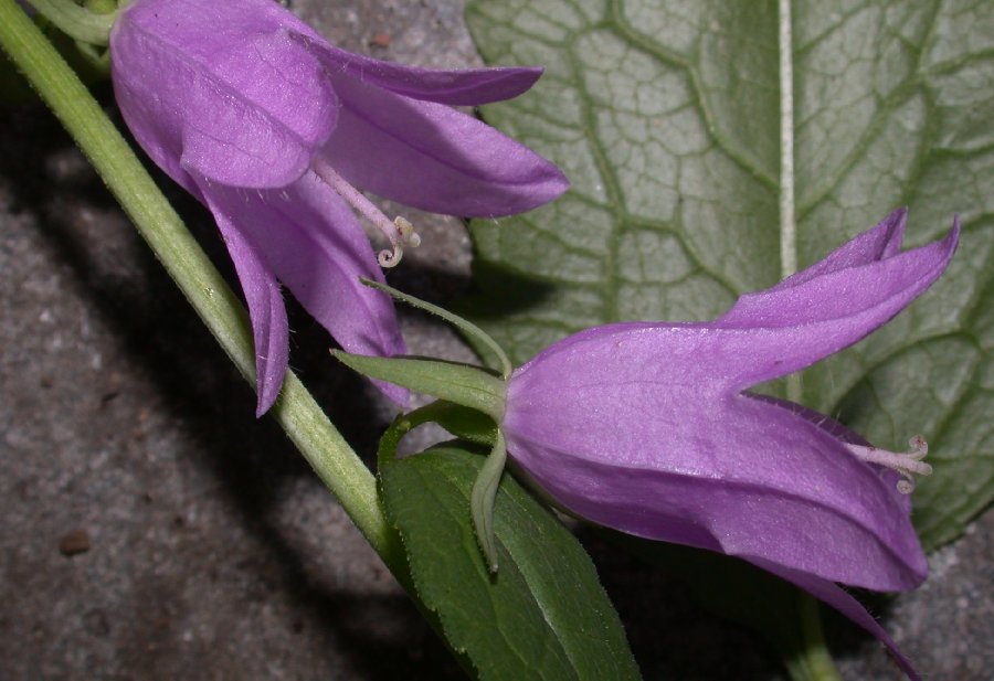 Campanulaceae Adenophora liliifolia