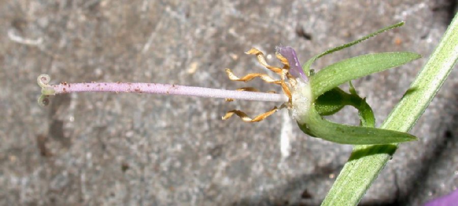Campanulaceae Adenophora liliifolia