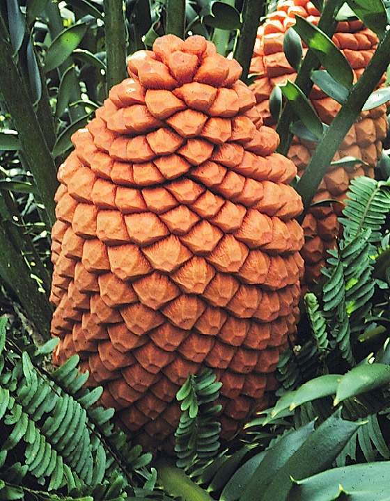 Zamiaceae Encephalartos ferox