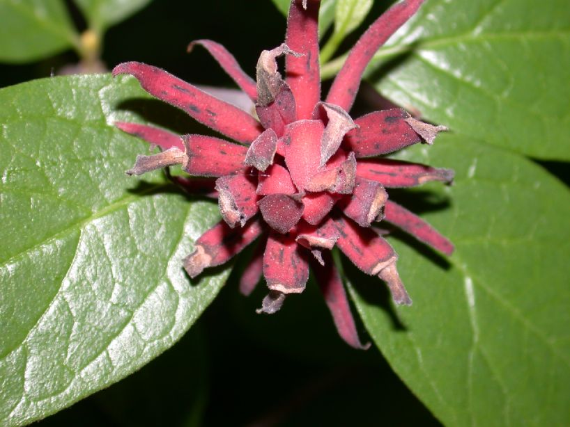 Calycanthaceae Calycanthus floridus