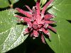 image of Calycanthus floridus