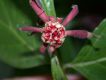 image of Calycanthus floridus