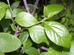 image of Calycanthus floridus