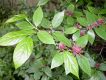 image of Calycanthus floridus