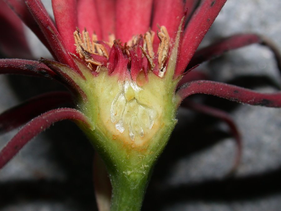 Calycanthaceae Calycanthus floridus