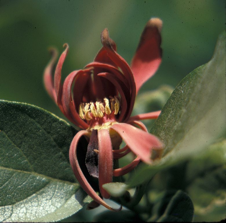 Calycanthaceae Calycanthus occidentalis