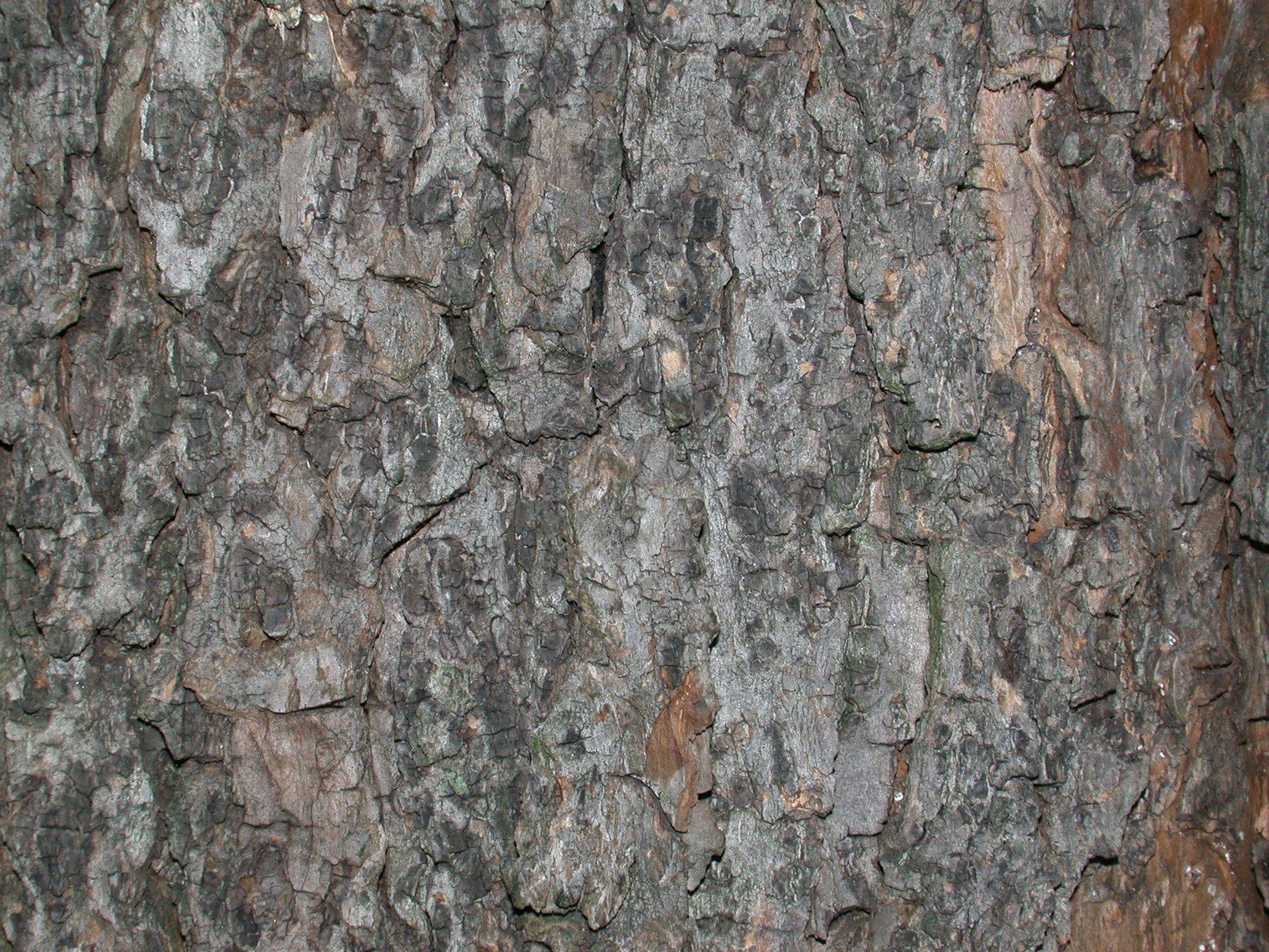 Bignoniaceae Catalpa speciosa