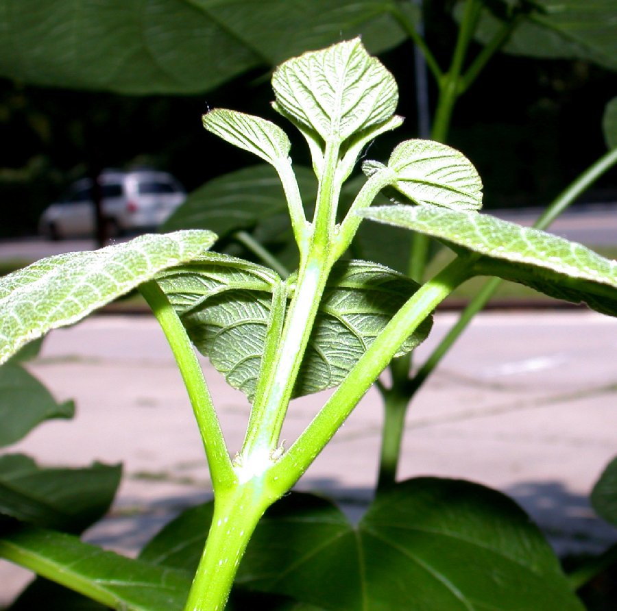 Bignoniaceae Catalpa speciosa