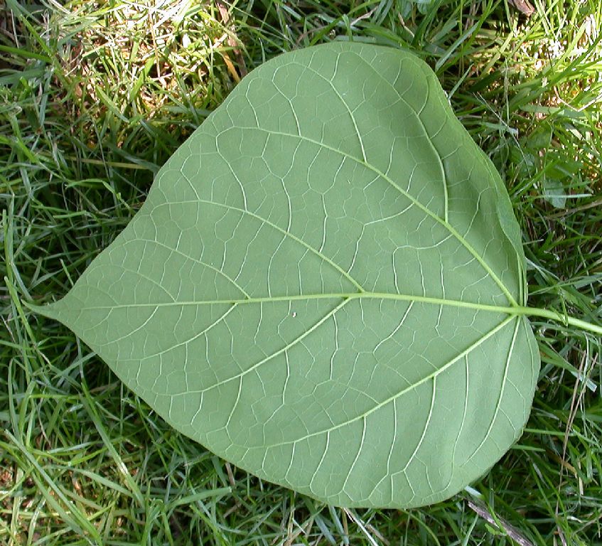 Bignoniaceae Catalpa speciosa