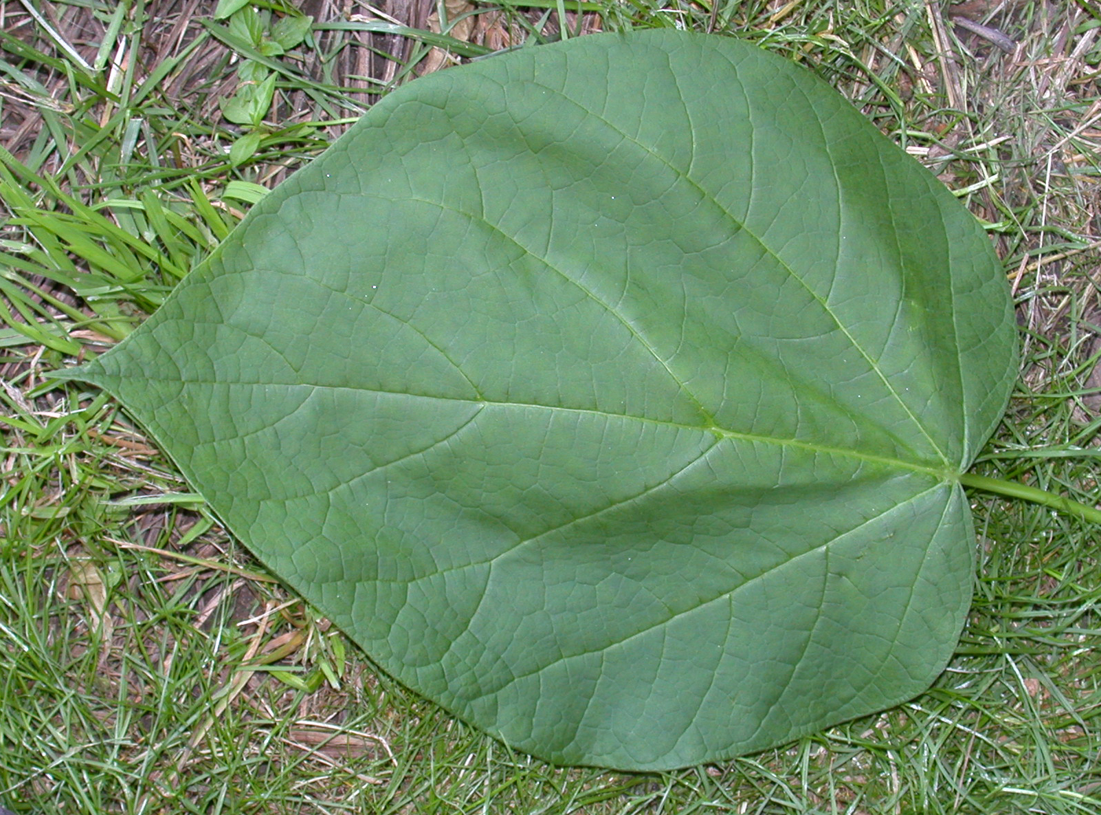 Bignoniaceae Catalpa speciosa