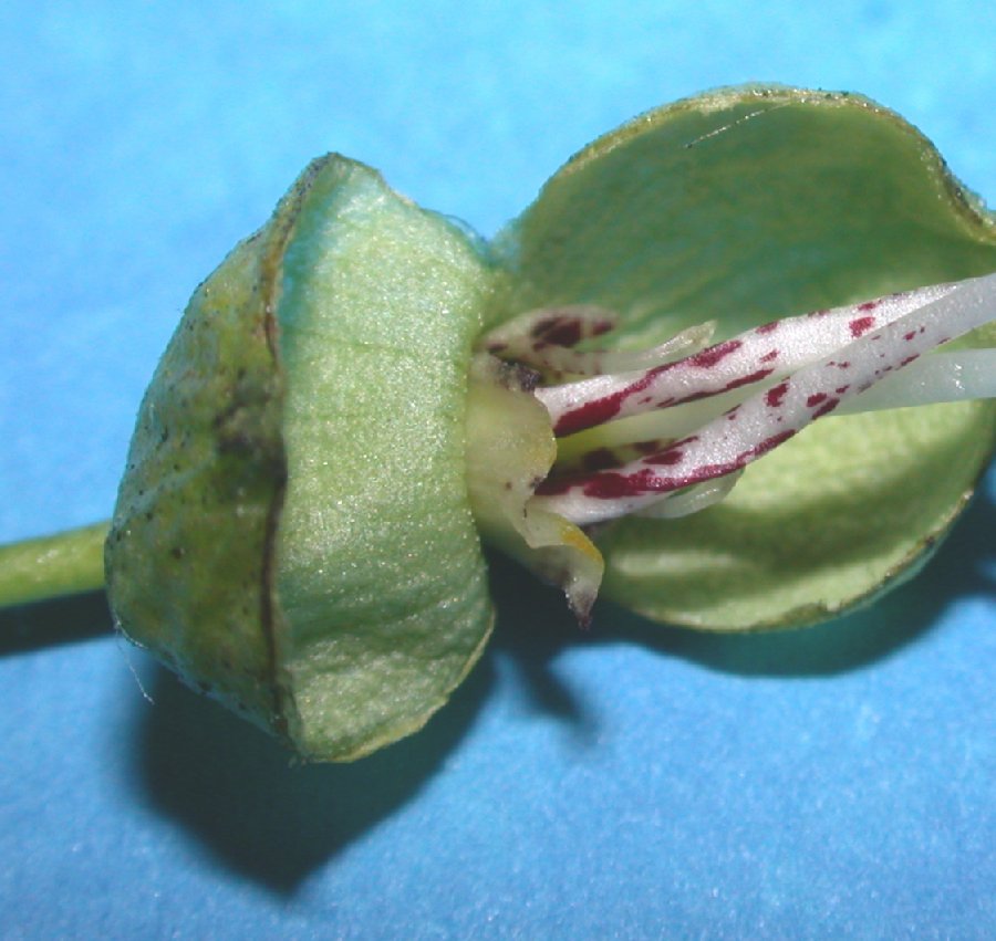 Bignoniaceae Catalpa speciosa