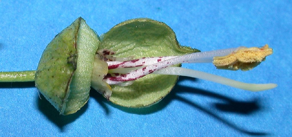 Bignoniaceae Catalpa speciosa