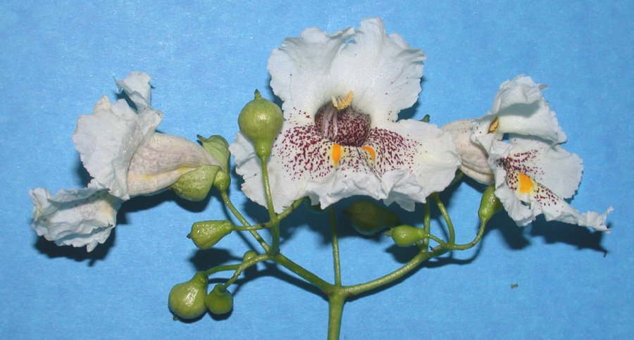 Bignoniaceae Catalpa speciosa