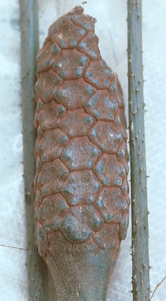 Zamiaceae Chigua restrepoi