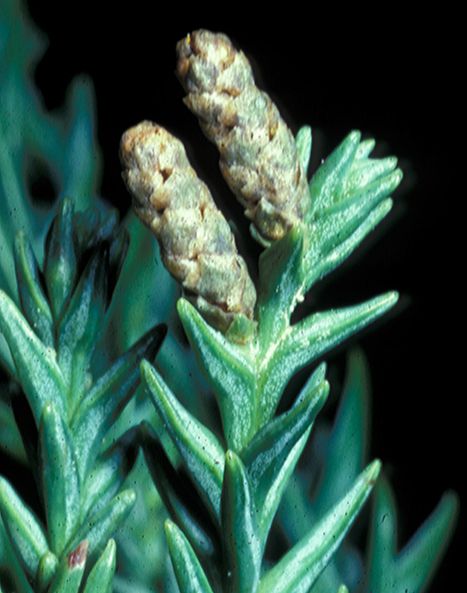 Cupressaceae Cryptomeria japonica