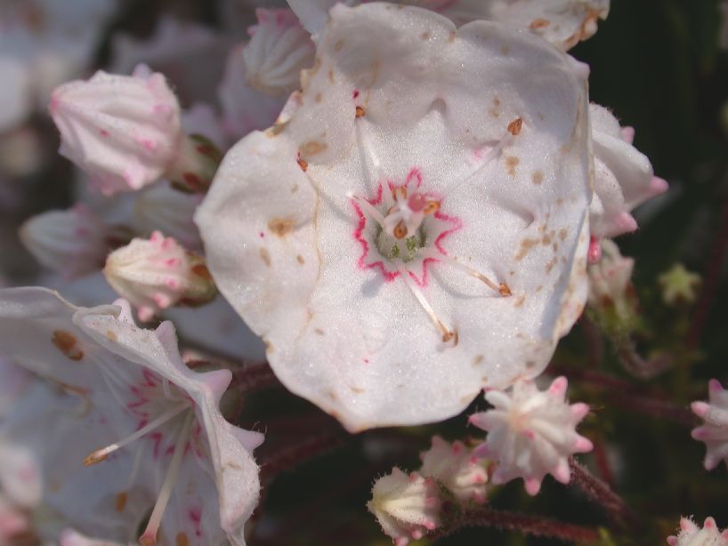 Ericaceae Kalmia latifolia