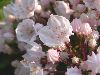 image of Kalmia latifolia