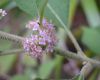 image of Callicarpa americana