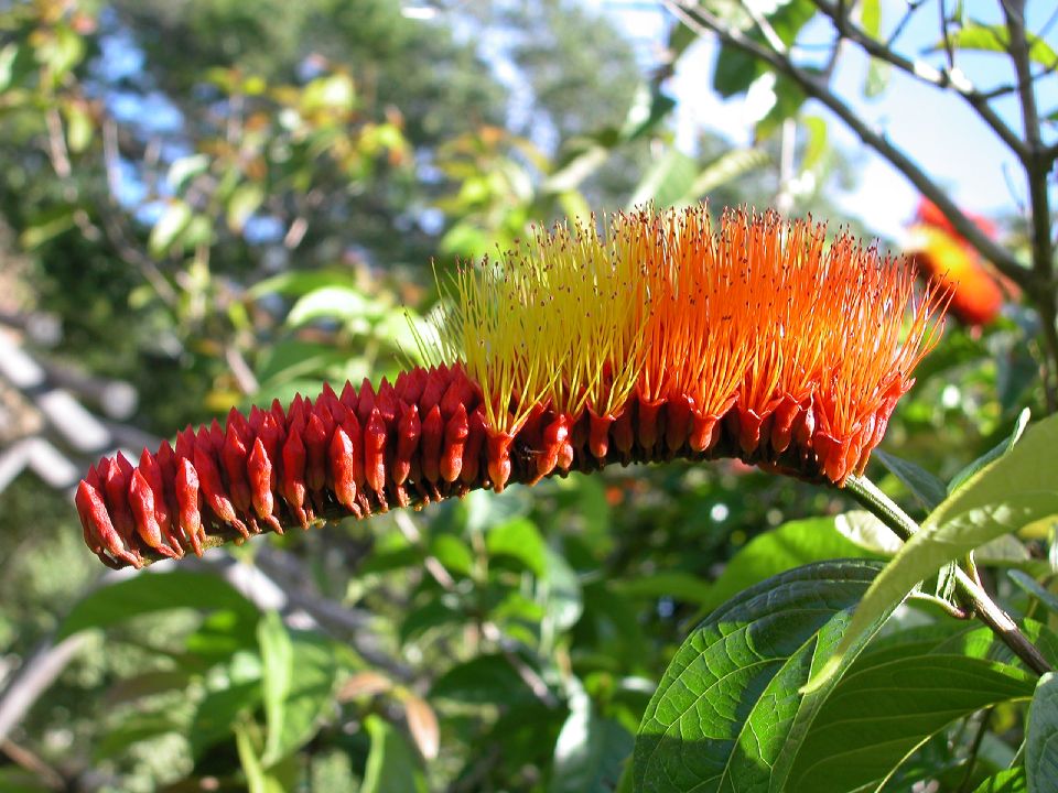 Combretaceae Combretum aubletii