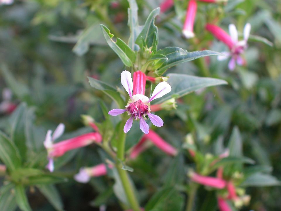 Lythraceae Cuphea cyanea