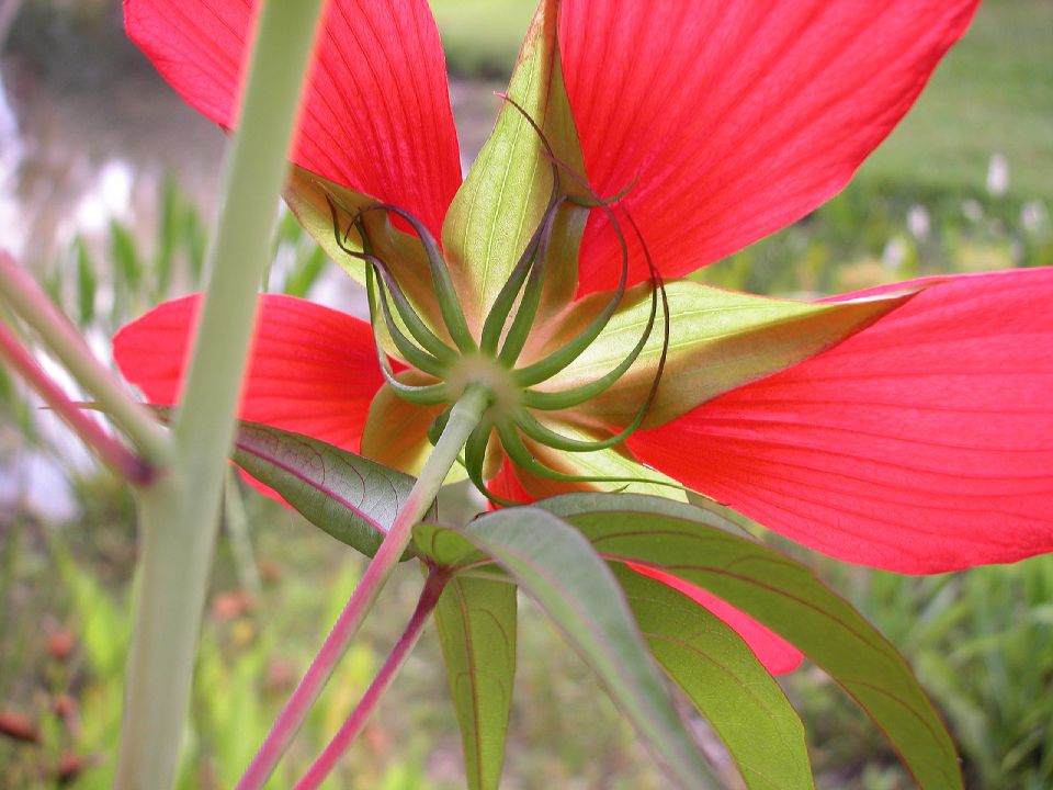 Malvaceae Hibiscus coccineus
