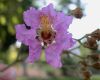 image of Lagerstroemia tomentosa