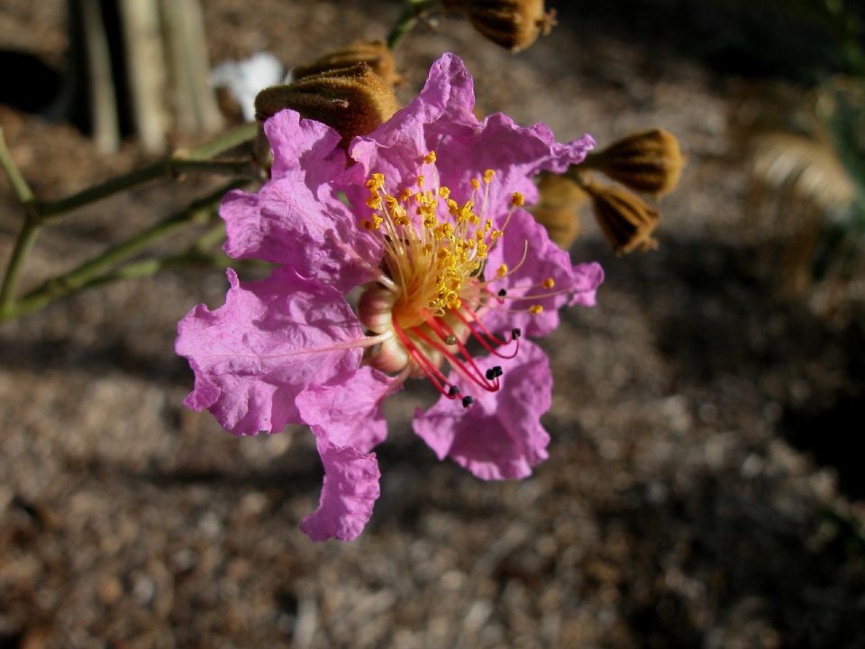 Lythraceae Lagerstroemia tomentosa