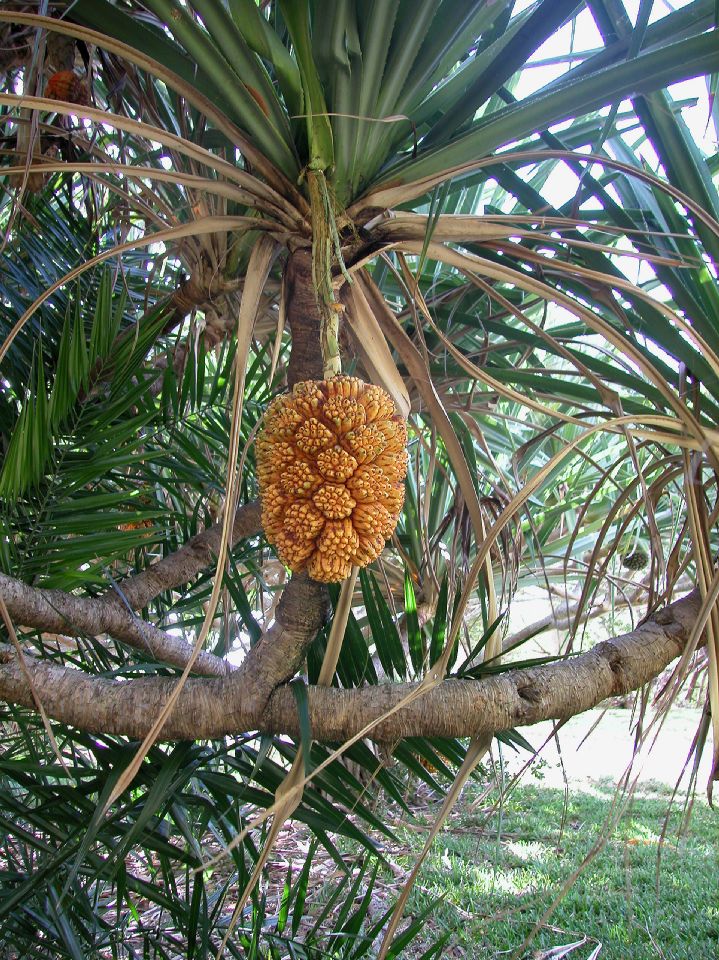 Pandanaceae Pandanus solms-laubachii