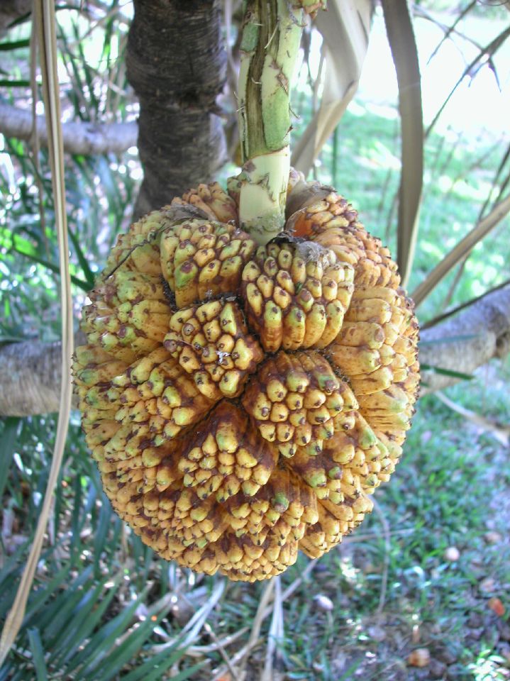 Pandanaceae Pandanus solms-laubachii