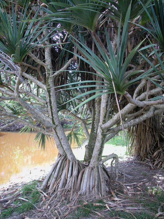 Pandanaceae Pandanus utiliis