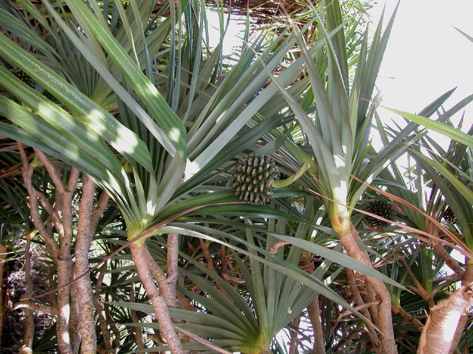 Pandanaceae Pandanus utiliis