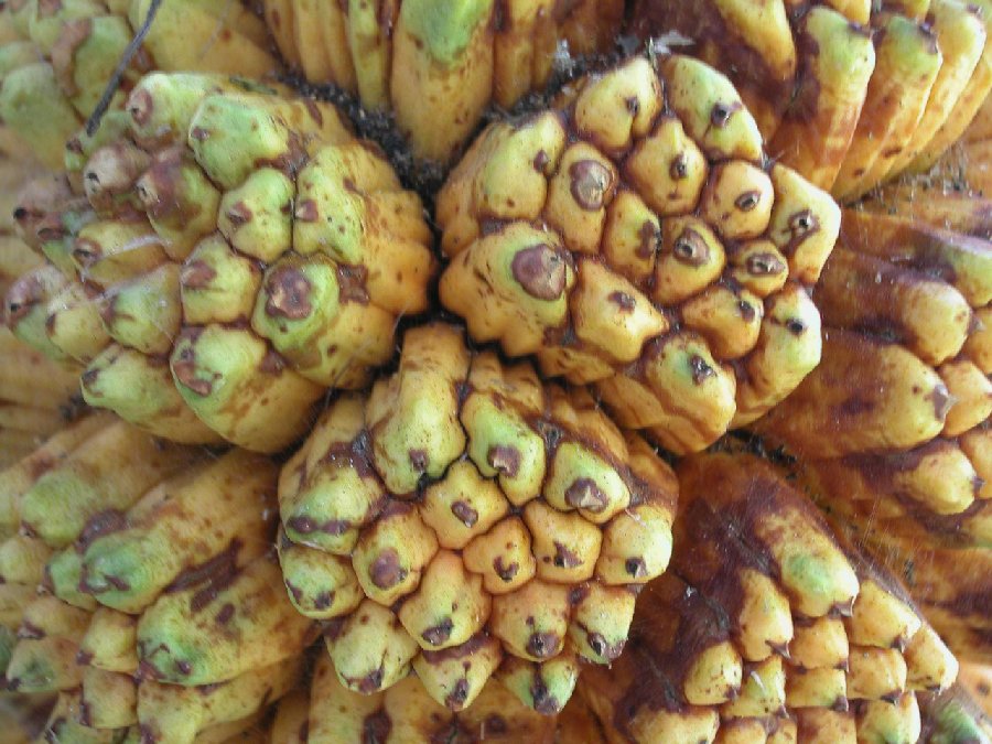 Pandanaceae Pandanus solms-laubachii