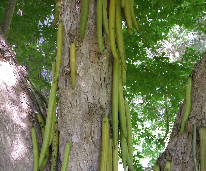 Bignoniaceae Parmentiera cereifera