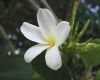 image of Plumeria 