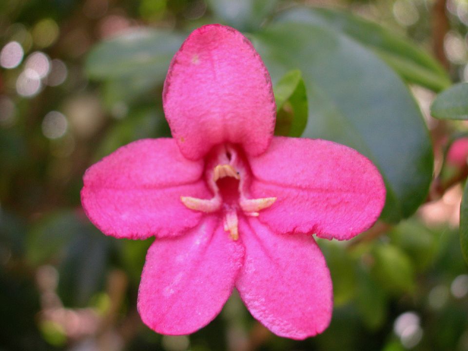 Rutaceae Ravenia spectabilis