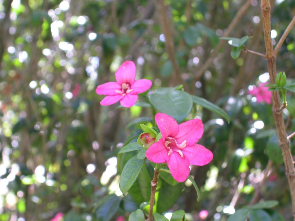 Rutaceae Ravenia spectabilis