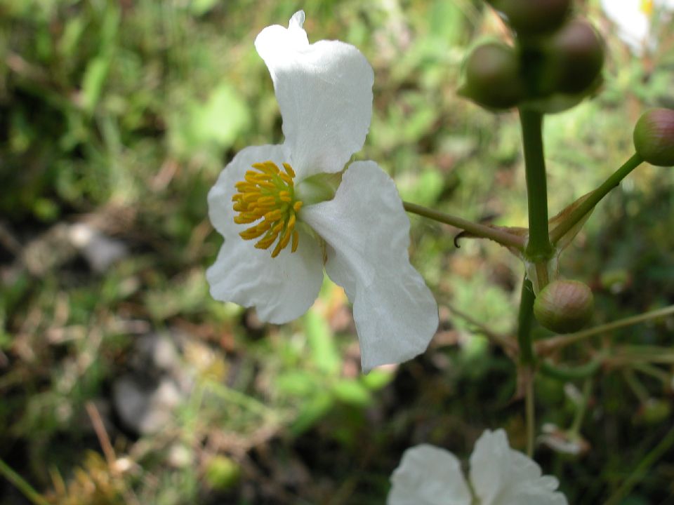 Alismataceae Sagittaria lancifolia
