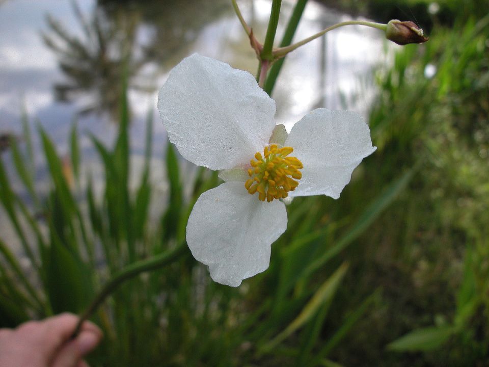Alismataceae Sagittaria lancifolia
