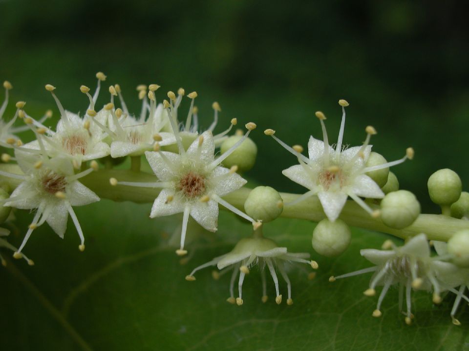 Combretaceae Terminalia catappa