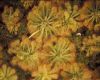 image of Drosera sp. 1