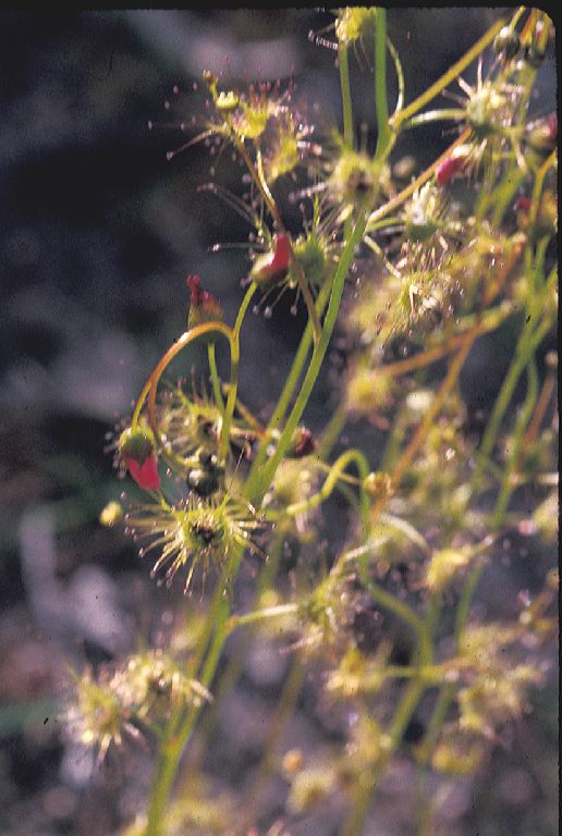 Droseraceae Drosera sp. 2