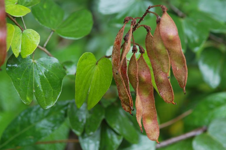 Fabaceae Bauhinia herrarae