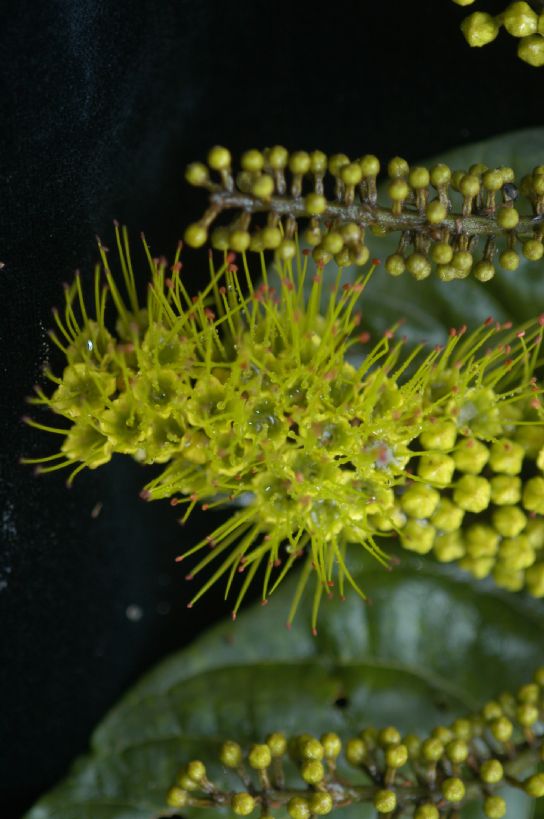 Combretaceae Combretum fruticosum