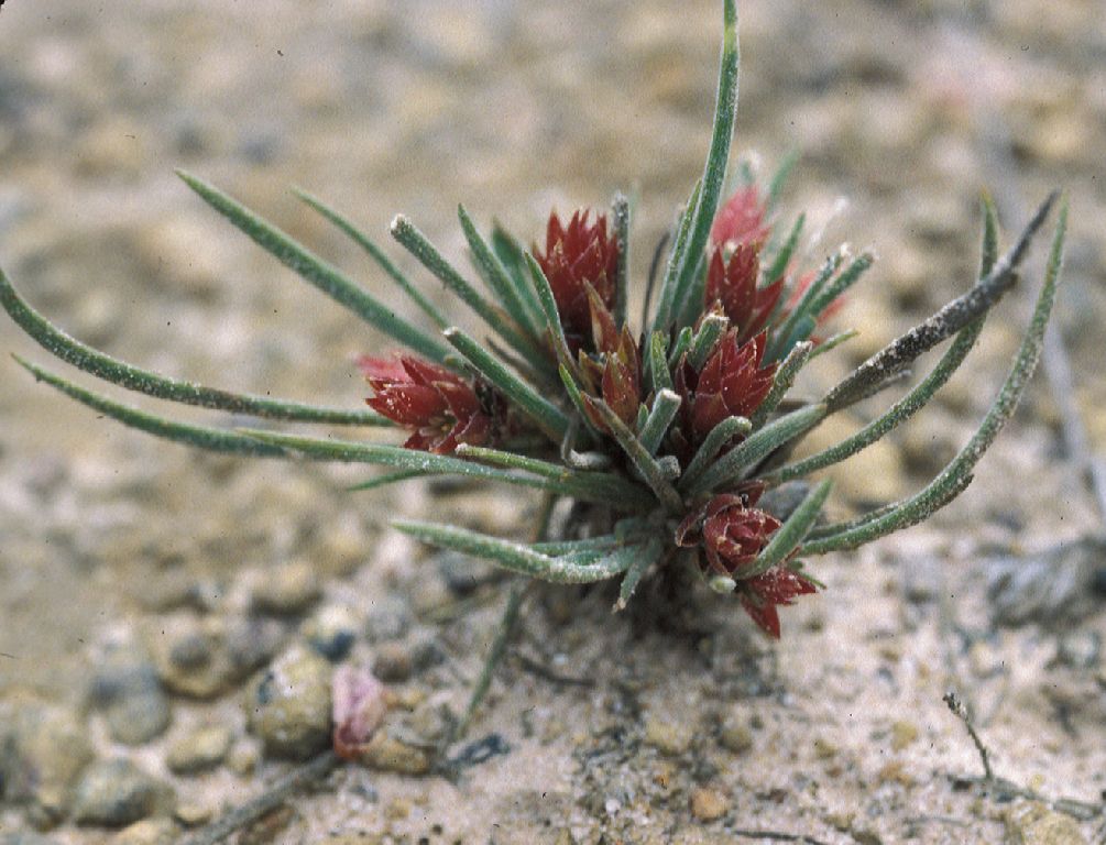 Asphodelaceae Johnsonia acaule