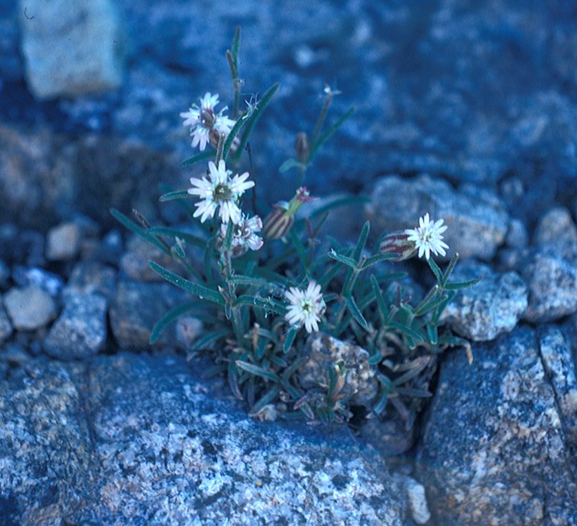 Caryophyllaceae Silene 