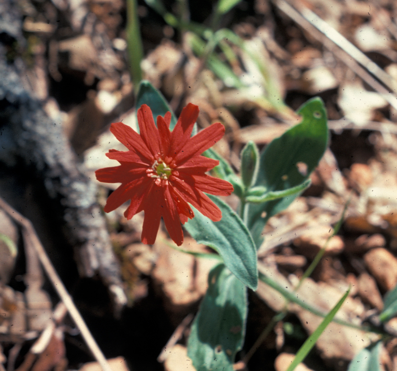Caryophyllaceae Silene californica